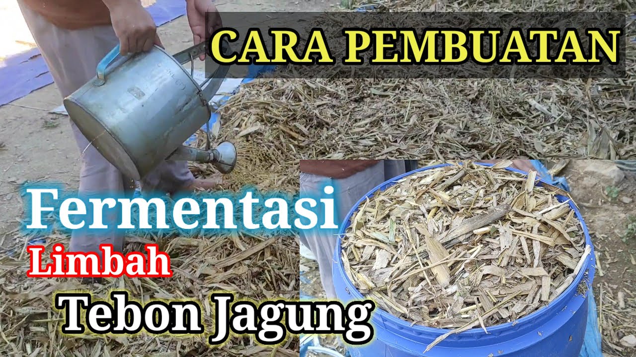Cara Pembuatan Fermentasi Kering Dari Limbah Tebon Jagung Untuk Pakan Sapi