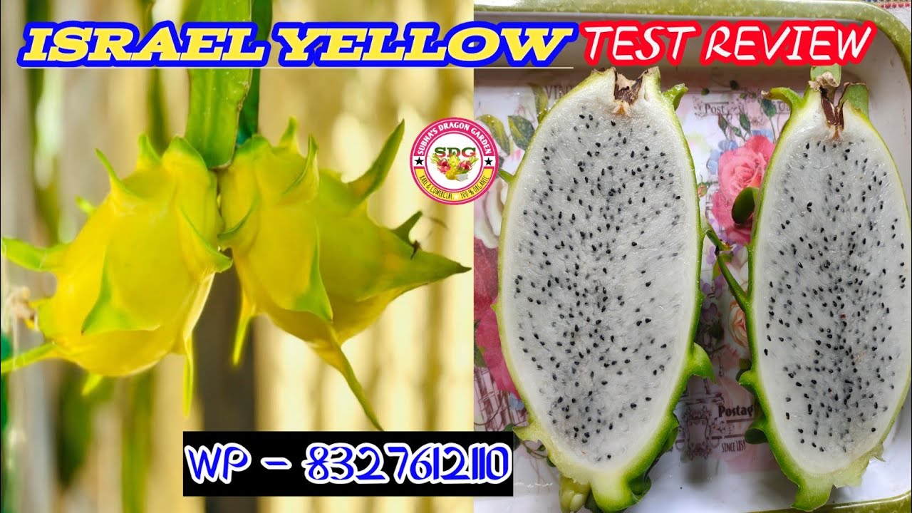 Israel yellow full test review // Israel yellow brix test review 2025 