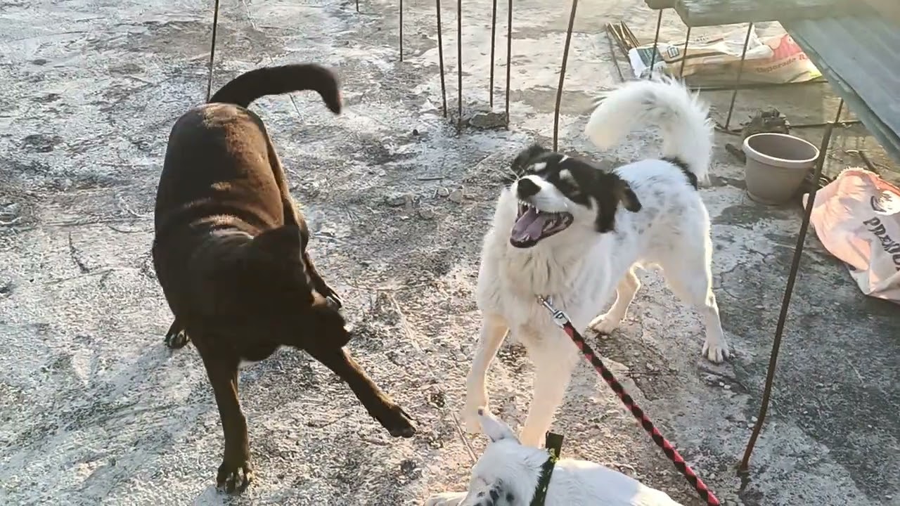 enjoying the heat of the sun