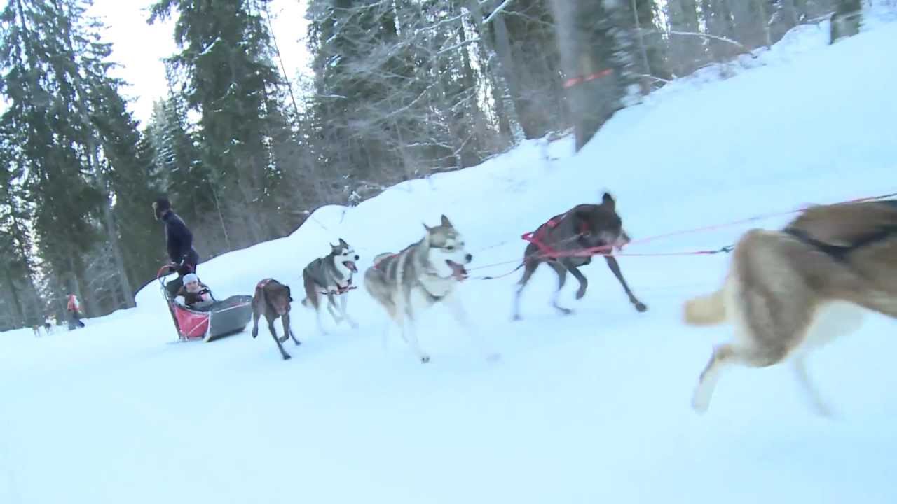 Balade chiens de traîneaux - Station des Rousses