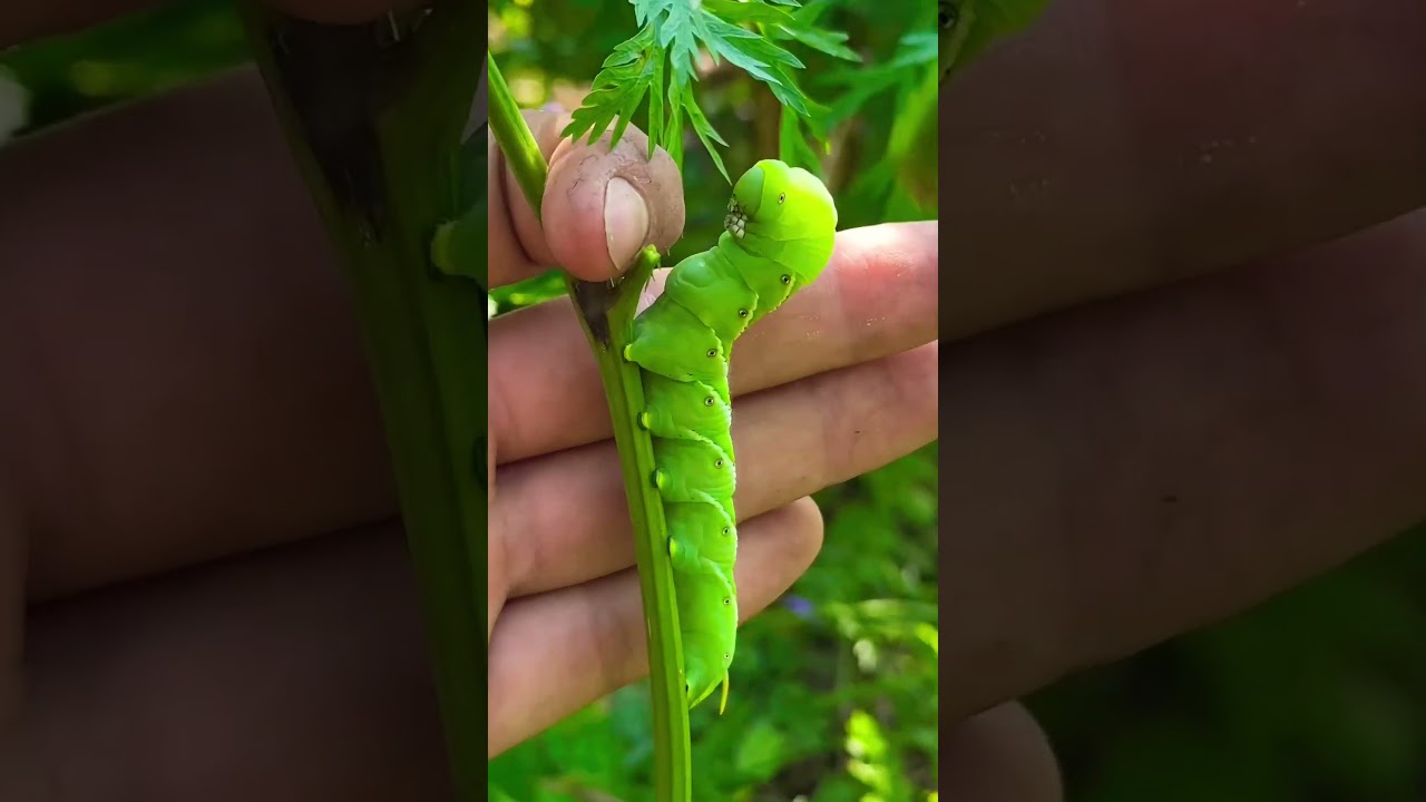 They have nerve, I&rsquo;ll give them that! 👨🏽&zwj;🌾🌿✨ #garden #farm #hornworms #pests