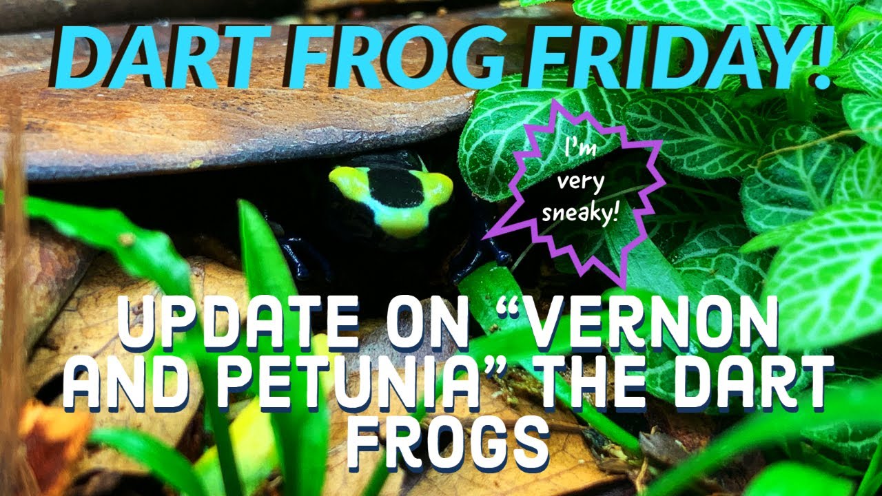 Meet our pet dart frogs!