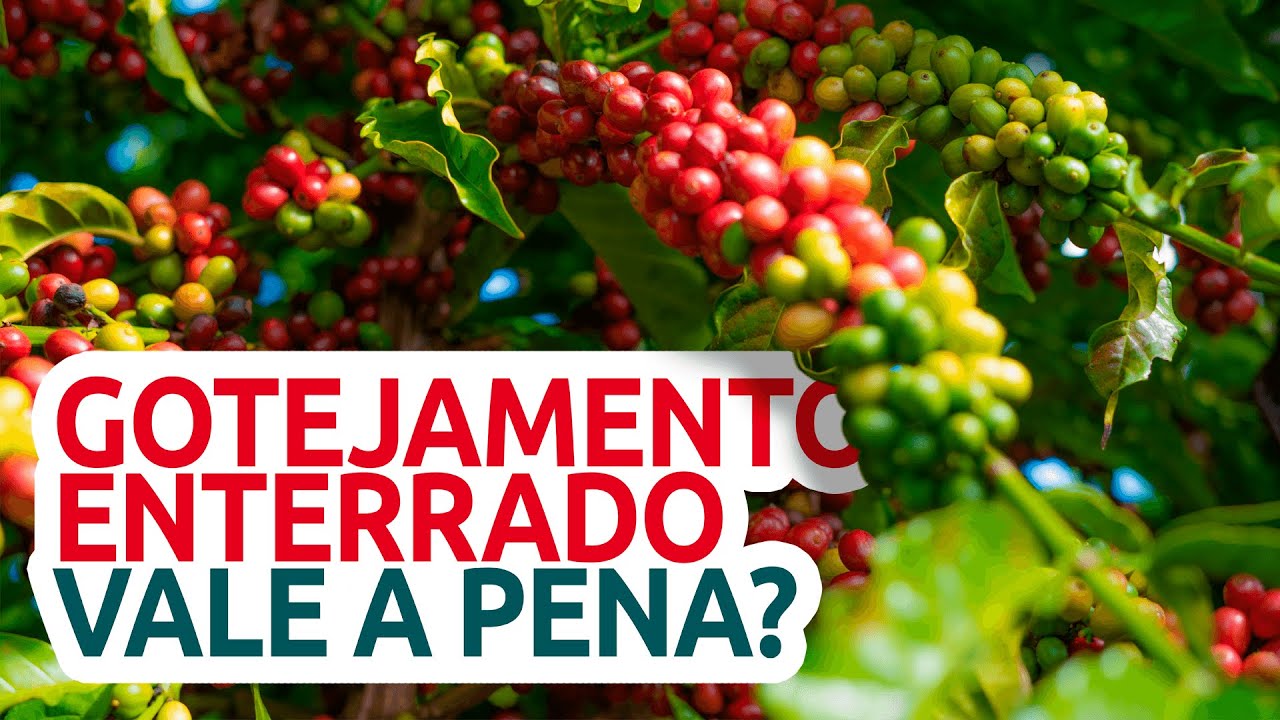 Gotejamento enterrado vale a pena? Quais as vantagens? Resultado da Pesquisa em Café Conilon