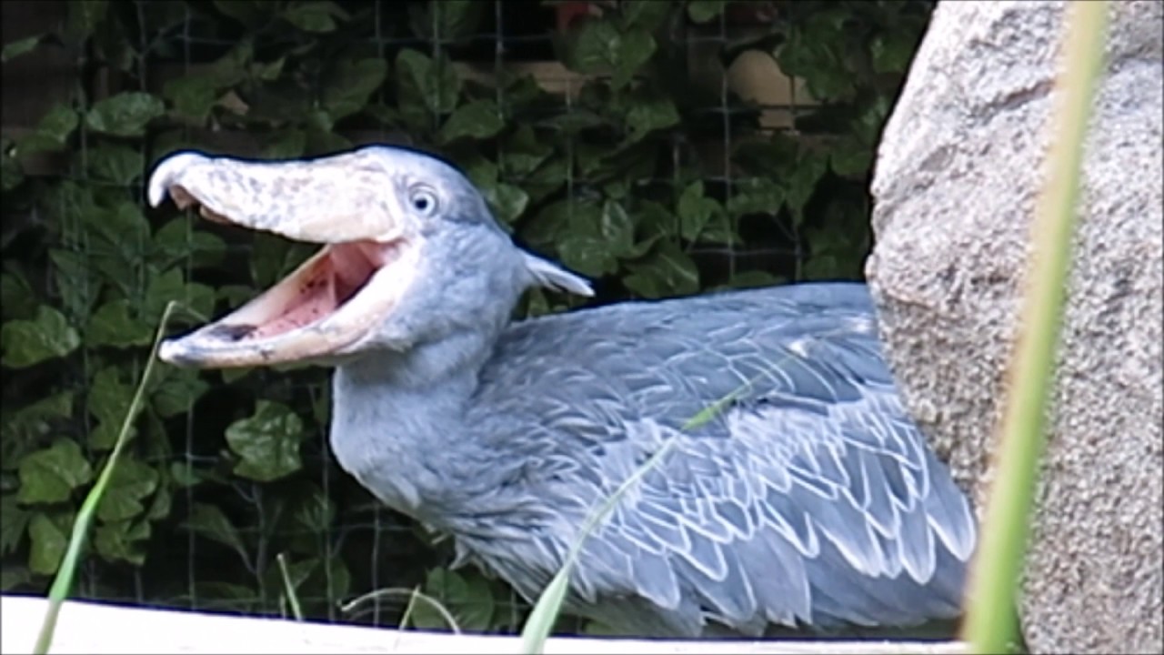 shoebill、近づくアサラトを拒否するカシシ＠神戸ハシビロコウ