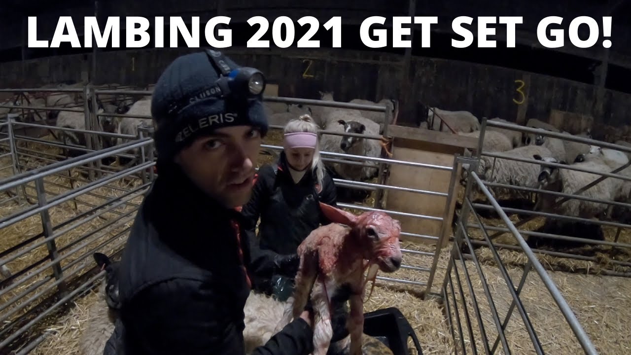 LAMBING 2021 #1 | VLOG 12: Lambing at The Chesters