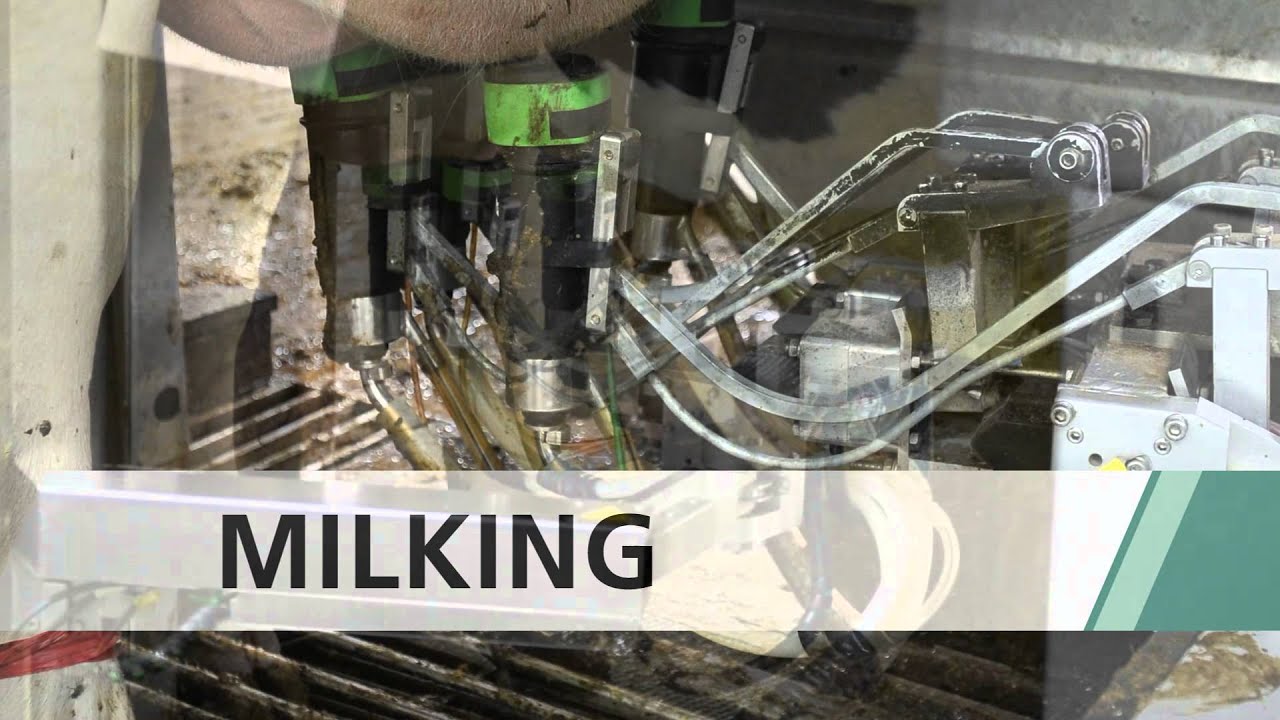GEA Farm Technologies - MIone Multi-Box Automated Milking System