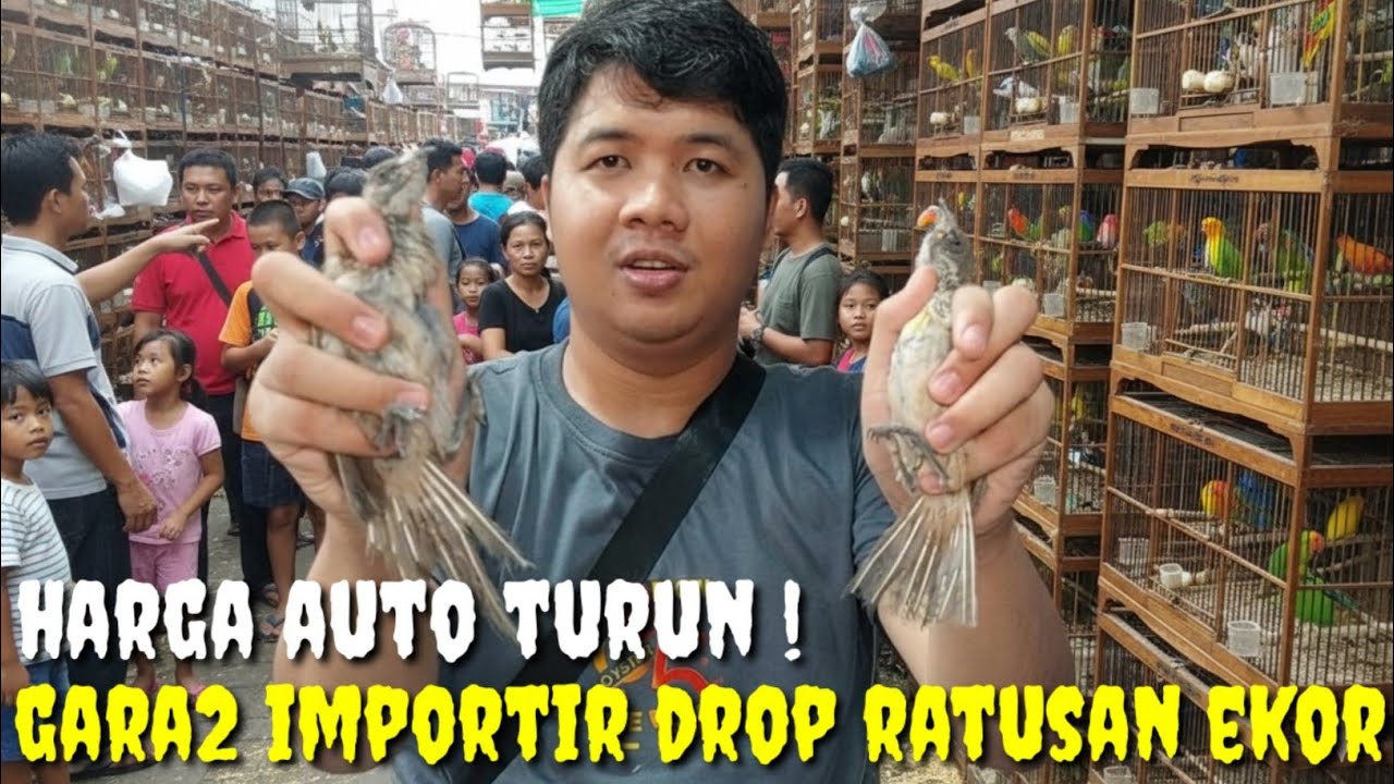 GAK TANGGUNG2 ! DI DROP RATUSAN EKOR OLEH IMPORTIR, HARGA LANGSUNG TURUN