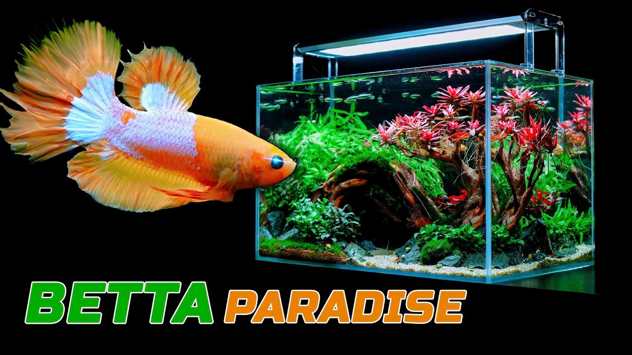 Yellow Betta Fish Tank Setup, Tutorials Bonsai Tree Aquarium, Aquatic Paradise Planted Tank