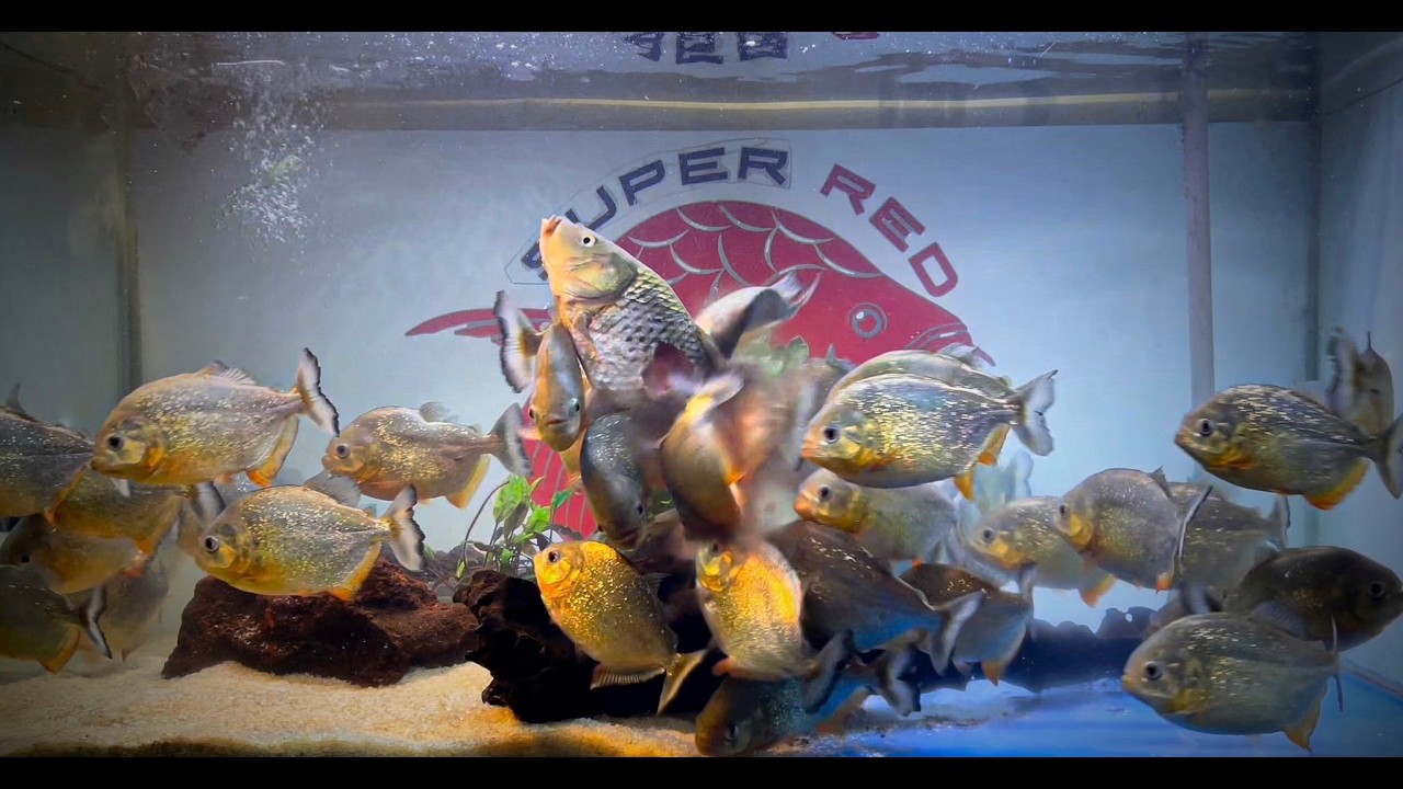 Piranha Feeding Frenzy: Not Just Chaos, But a Plan.