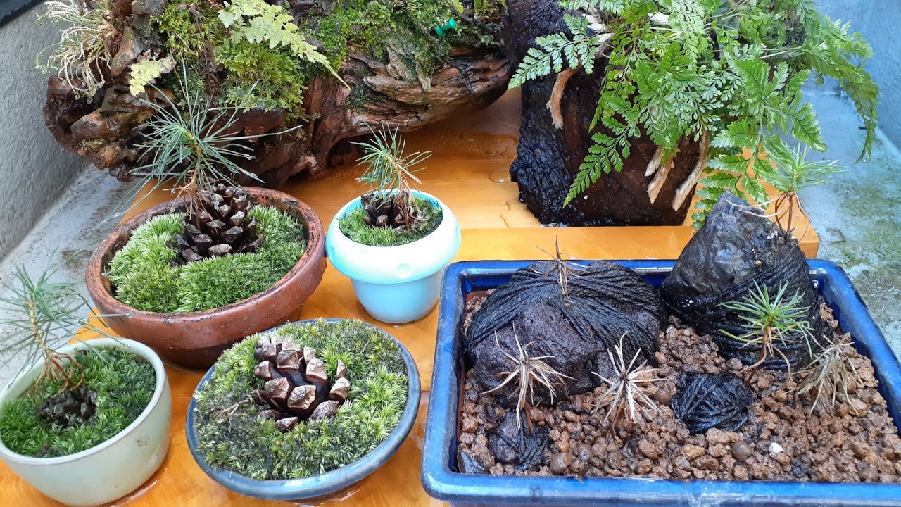松ぼっくり盆栽のその後(part8)/Growing pine!! (bonsai)