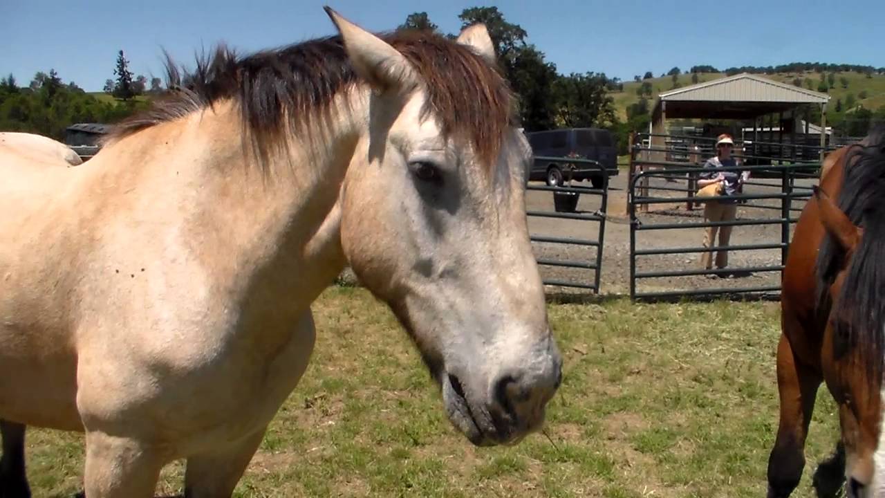 Duchess Horse Sanctuary Open House Part I