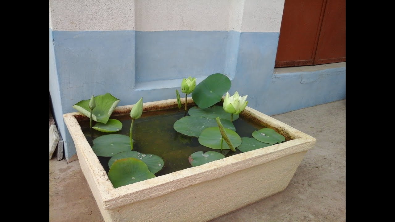 how to plant lotus at home with roots collection