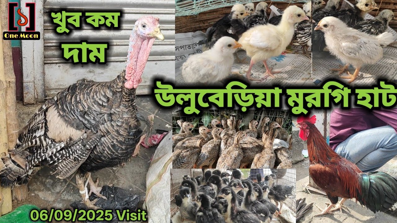 Uluberia Murgi Market | Current Exotic Murgi Market Price Update at Uluberia 06/09/2025 Visit 