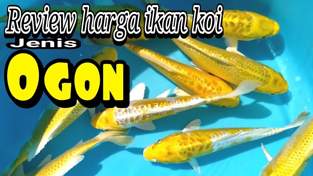 REVIEW HARGA IKAN KOI ANTIK JENIS OGON