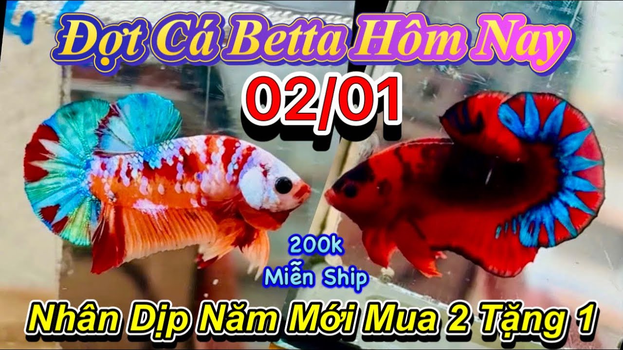 ❤️02/01/2026_Clip Betta Mới Đầu Năm_MUA 2 TẶNG 1_200k Miễn Ship_110 Mã Số_Tha Hồ Lựa Chọn❤️