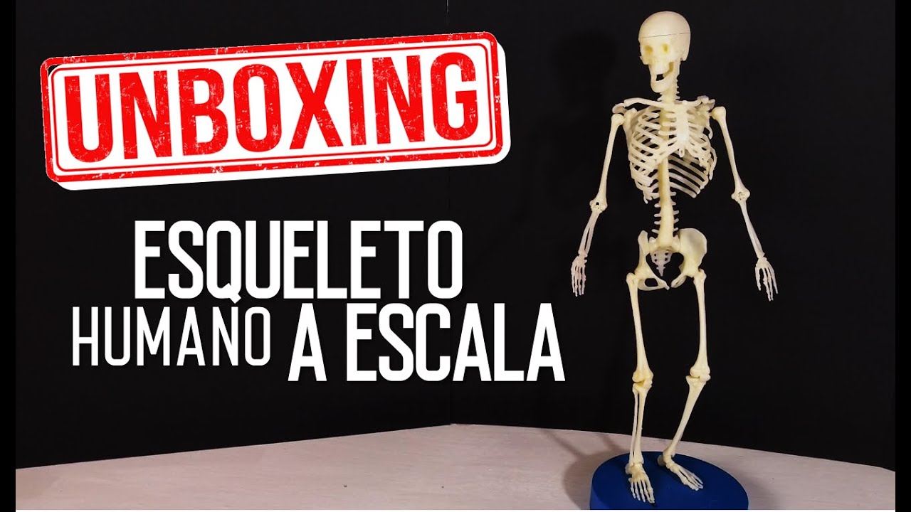 UNBOXING / ESQUELETO HUMANO A ESCALA