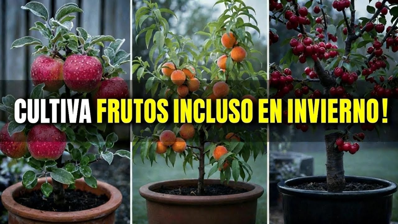 Cultiva fruta todo el año: 7 árboles frutales resistentes al frío para macetas y espacios pequeños