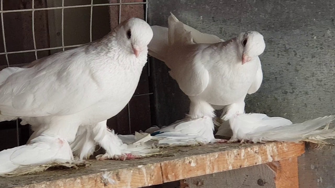 Моздокские голуби. Mozdok pigeons.