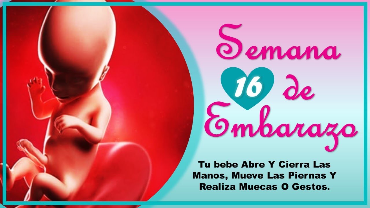 ❤️ SEMANA 16 DE EMBARAZO🤰 ❤️ ⏩  EMBARAZO SEMANA A SEMANA ⏩ Desarrollo y Evoluci&oacute;n del Beb&eacute; 👶🏻