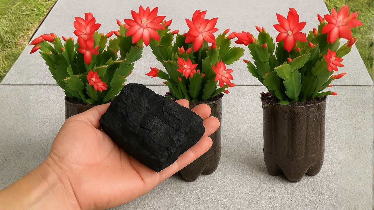 ABONO NATURAL con CARBÓN🌿🌸 | Tu FLOR de MAYO florecerá todo el año