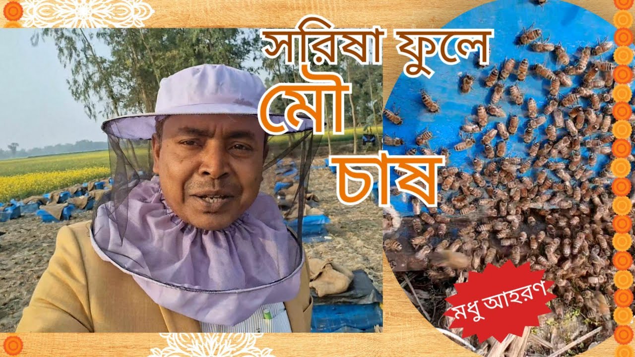 সরিষা ফুলে মৌ চাষ করে লাখ লাখ টাকা আয়॥ #agriculture #mustard #honey