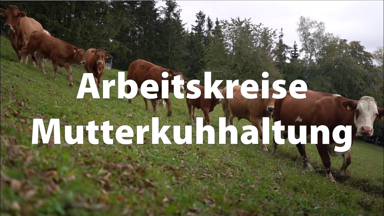 Arbeitskreis-Beratung &Ouml;sterreich &ndash; Mutterkuhhaltung