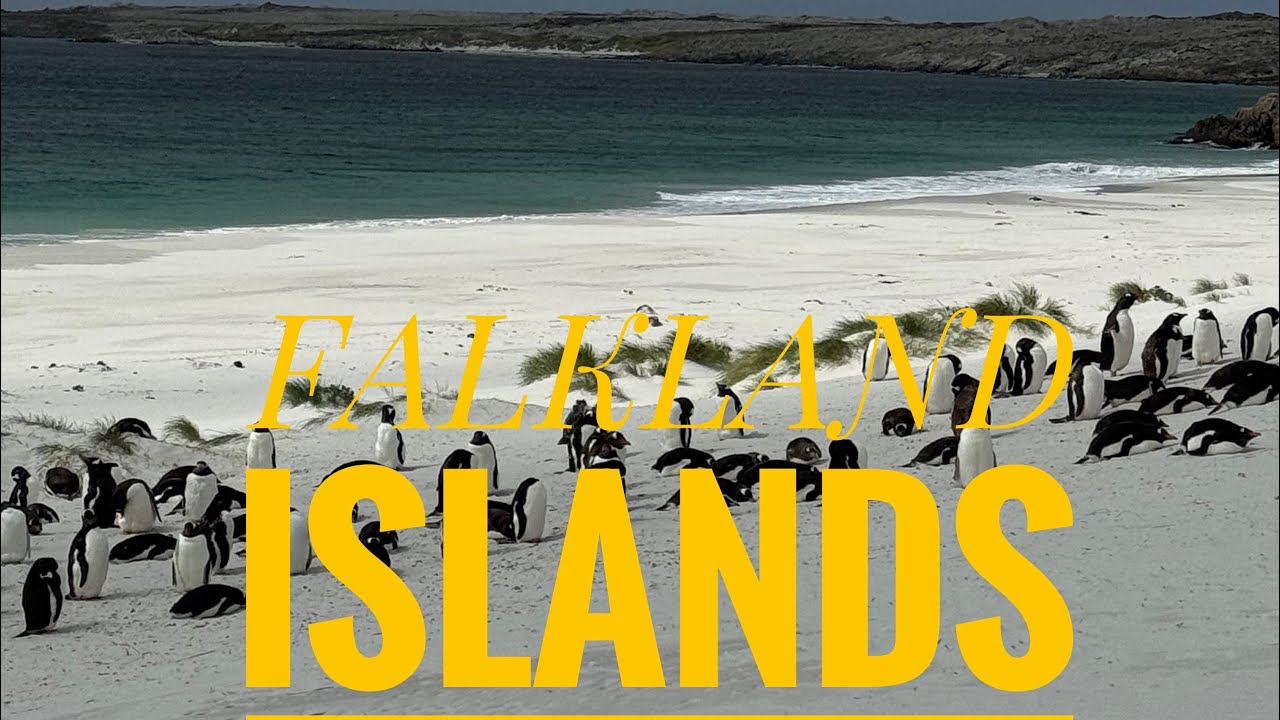 പെൻഗ്വിനെ കണ്ടു, falkland islands,🇫🇰 port stanley,South America