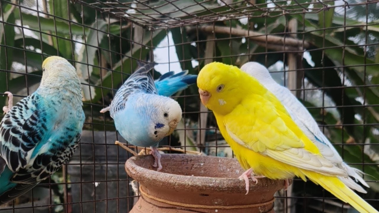 My all birds short video  is live!