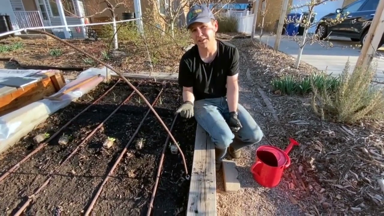 ONE BED VEG Part 2 Planting Cool Season April 3