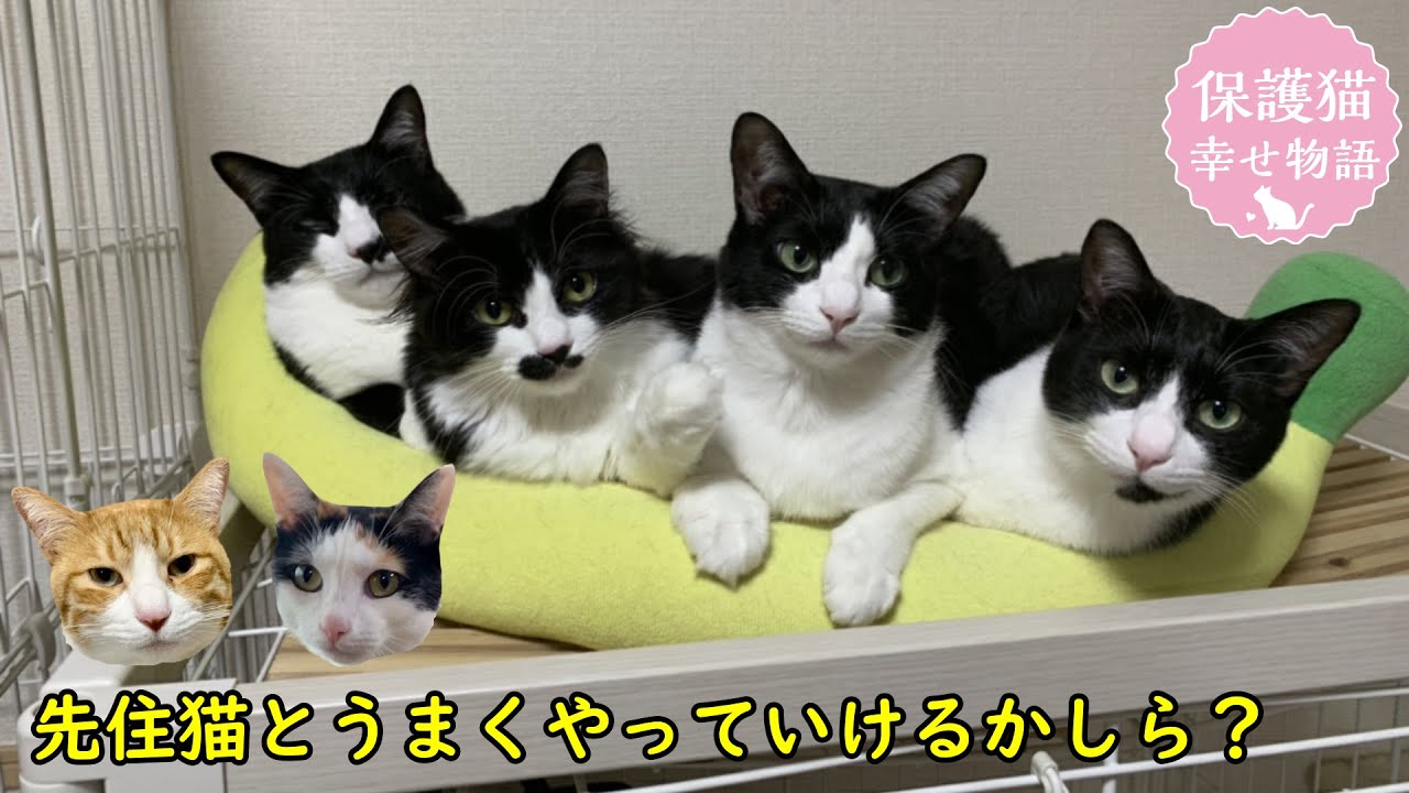 保護した子猫  先住猫といよいよご対面　海辺で生まれたハチワレ③≪ご対面編≫　ナレーション付【保護猫幸せ物語】#29  Foster cat`s happy story