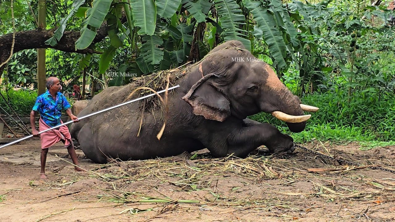 Mahout helping and caring his elephant ഗുരുവായൂർ ആനക്കോട്ട | #mhkmakers