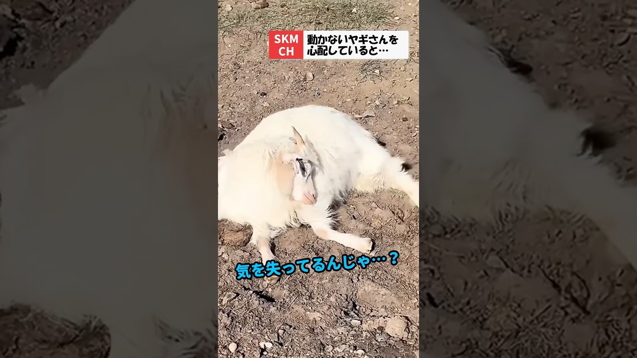 動かないヤギさんを心配してると、まさかの&hellip;？