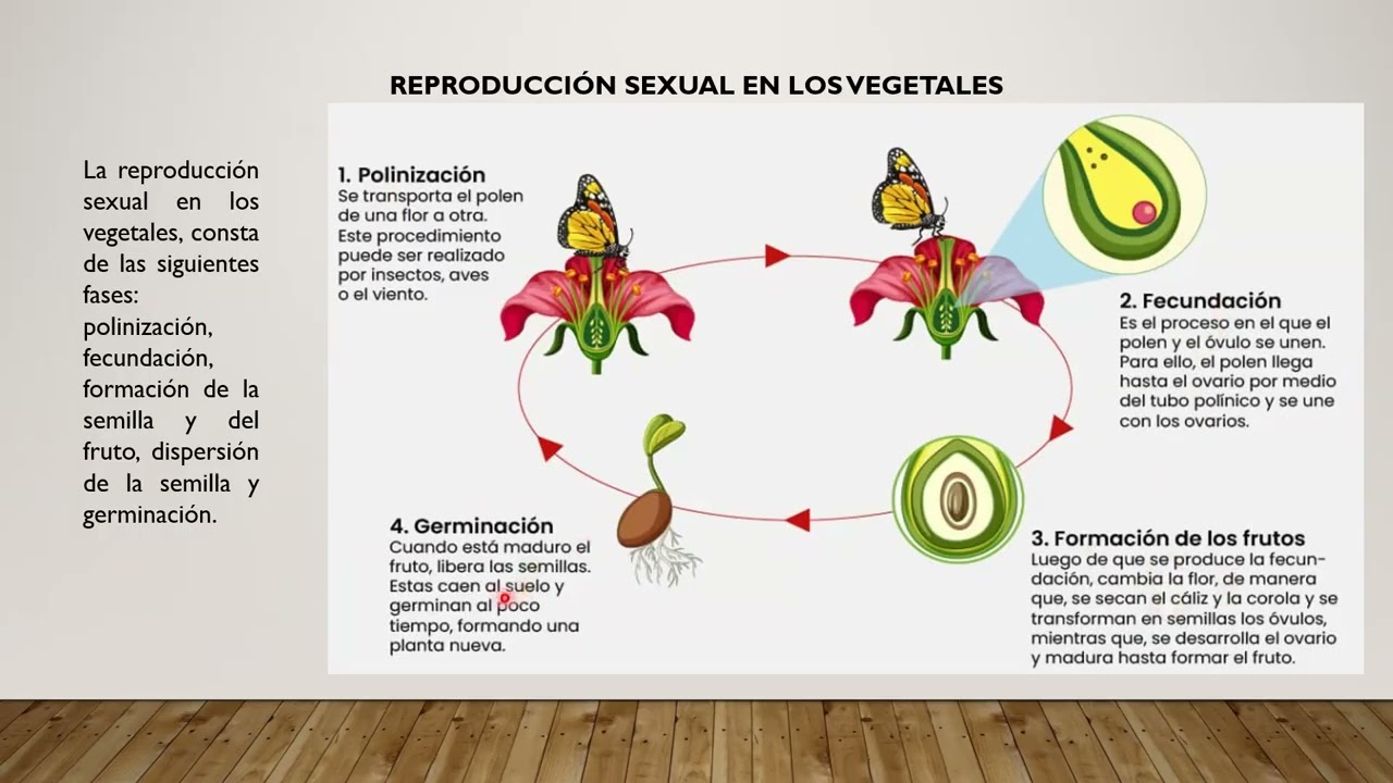 LA REPRODUCCIÓN Y SUS TIPOS