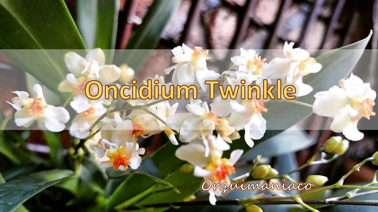 Orquídea Oncidium Twinkle Cuidados