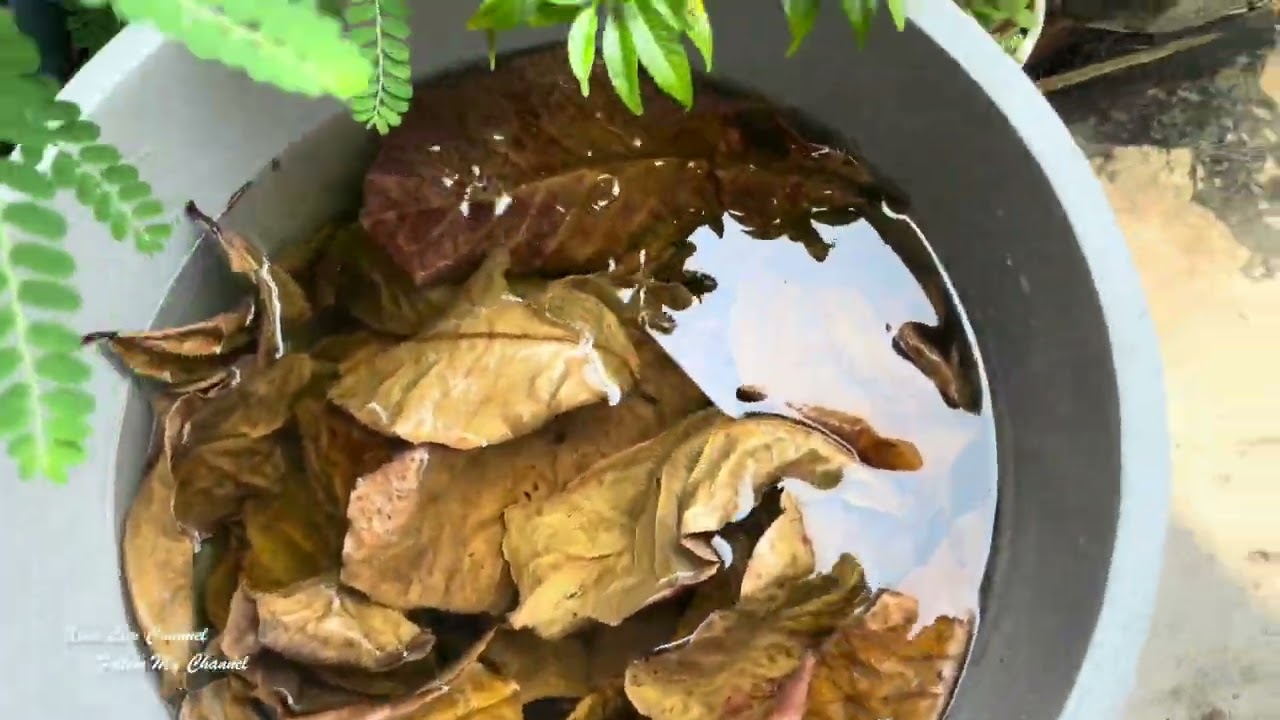 【养鱼记】拾榄仁叶养斗鱼 | Find A Daun Ketapang For Betta Fish