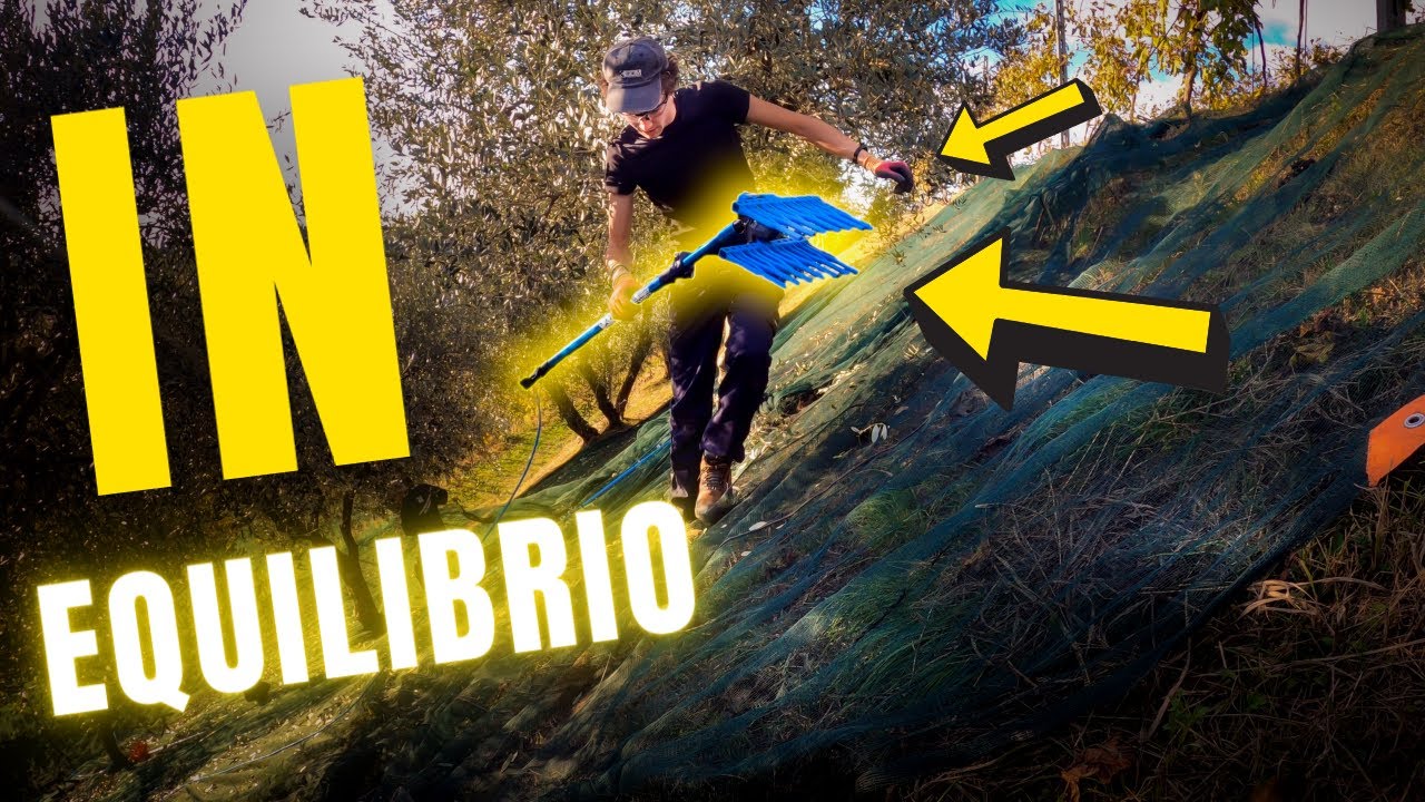 Raccolta Olive 2020 | In Equilibrio | Filips Country