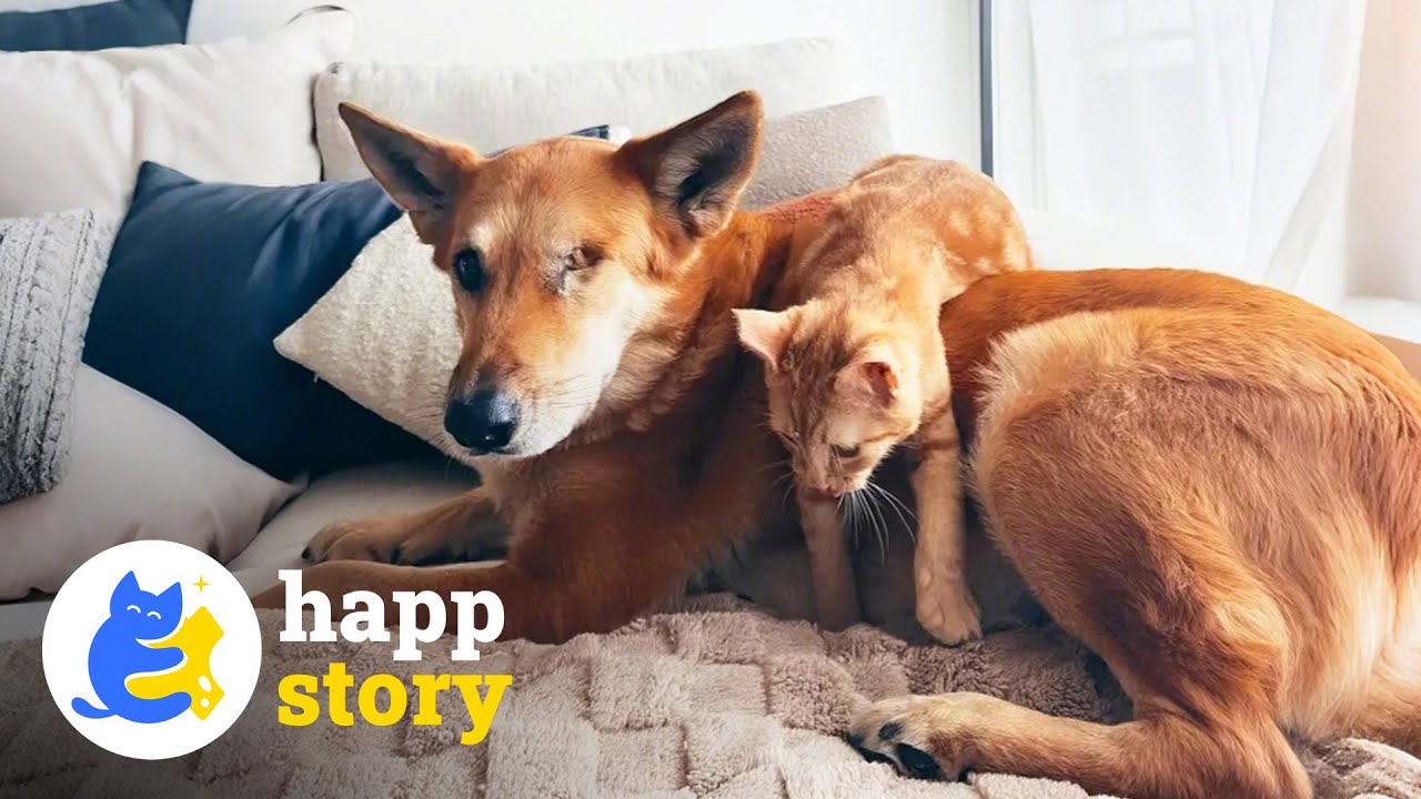 A One-Eyed Dog Found Comfort in a Kitten | HAPP
