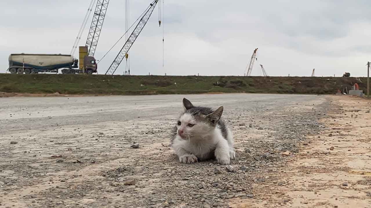 Добрая женщина приютила котенка, который ютился на шоссе холодной зимой.