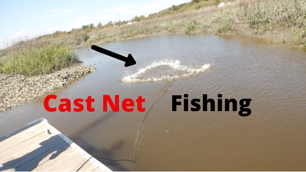 CAST NET Fishing In A RIVER (MULLET Catch Clean Cook)