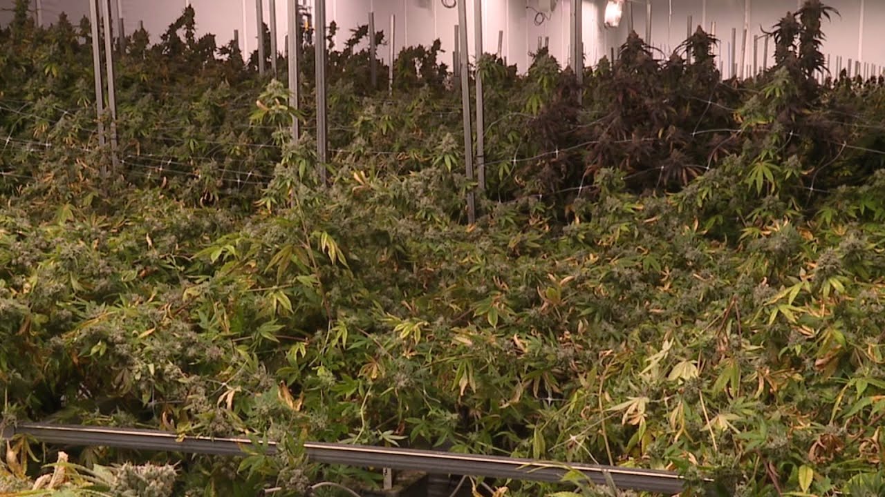 Akron`s first medical marijuana harvest