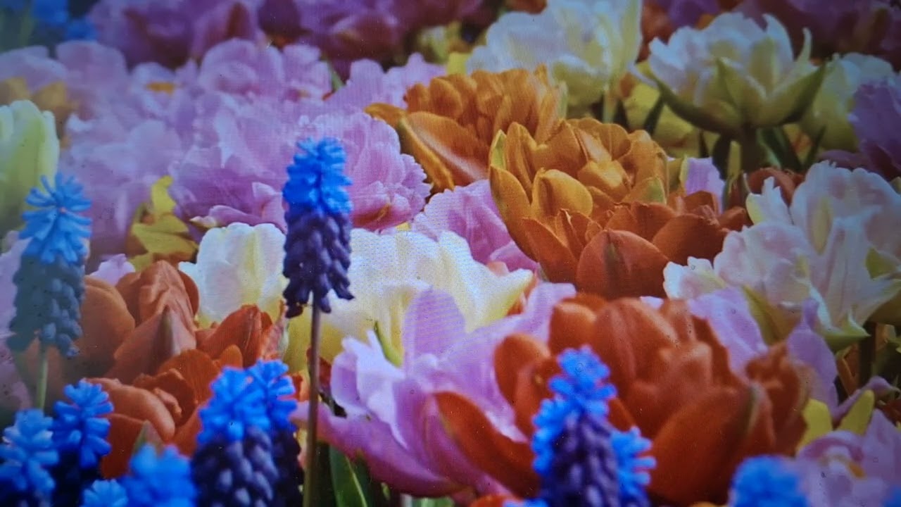 PORQUE A NOSSA LEVE E MOMENTÂNEA TRIBULAÇÃO PRODUZ PARA NÓS ETERNO PESO DE GLÓRIA. ALELUIA AMÉM. 