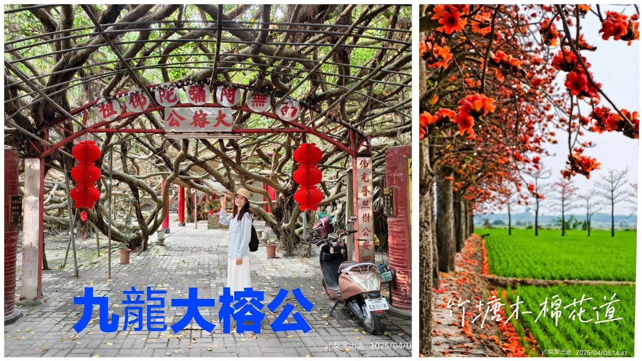 台灣最大的榕樹 九龍大榕公&竹塘木棉花道