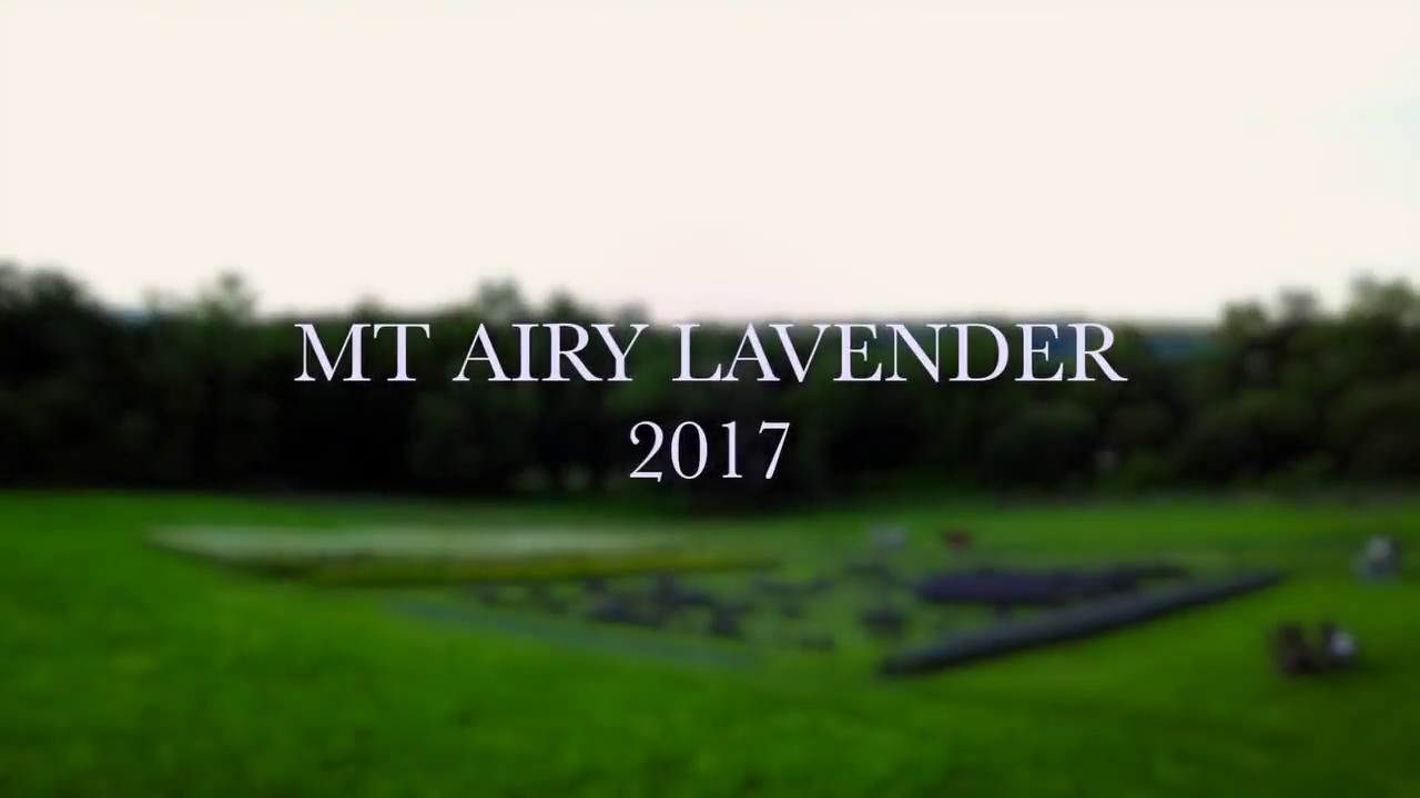 MT AIRY LAVENDER 1