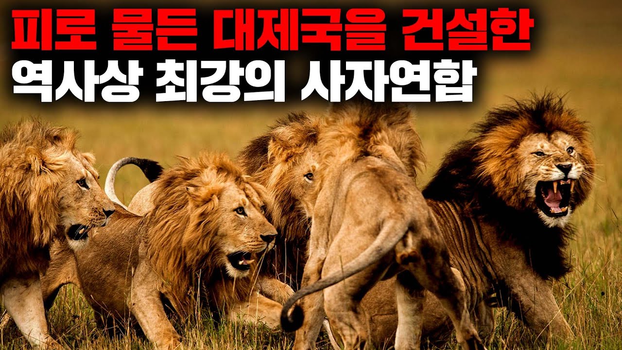 100마리가 넘는 동족을 죽이고 2억평의 영토를 지배했던 사상 최강의 숫사자 연합 '마포호' [자연]