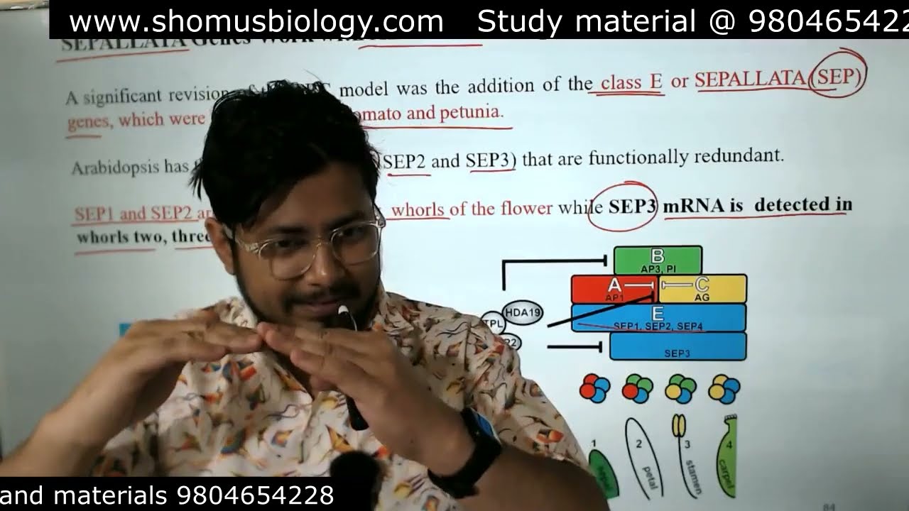 ABC-модель развития цветка у арабидопсиса CSIR NET | ABC-модель цветения