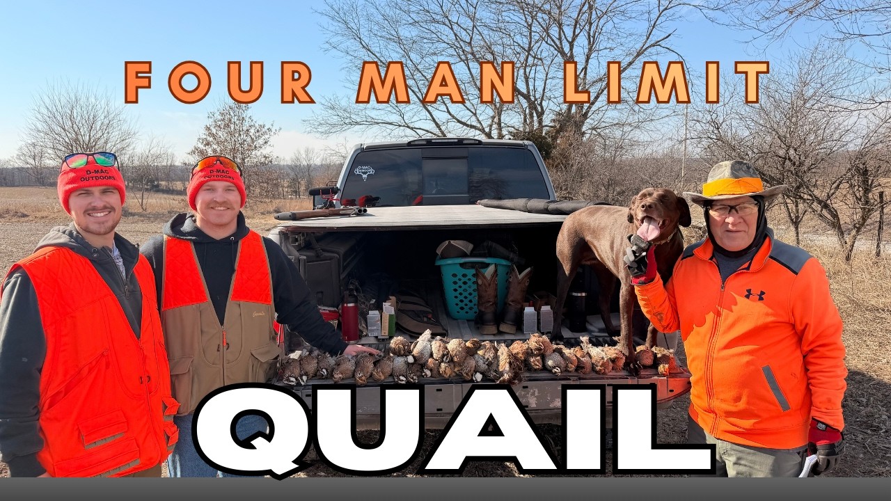 Tons of Quail in Missouri!