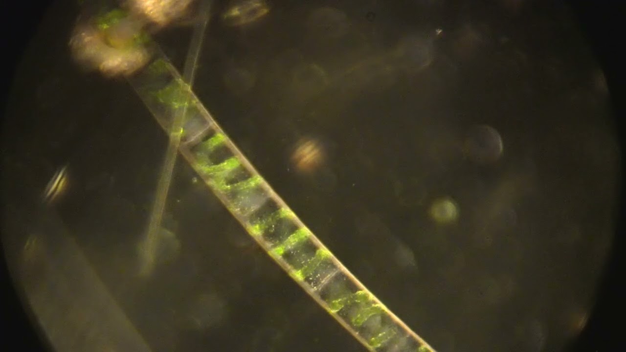 Spirogyra , activitate citoplasmatica, IOR MC, 40x, polarizare, timelapse 3x