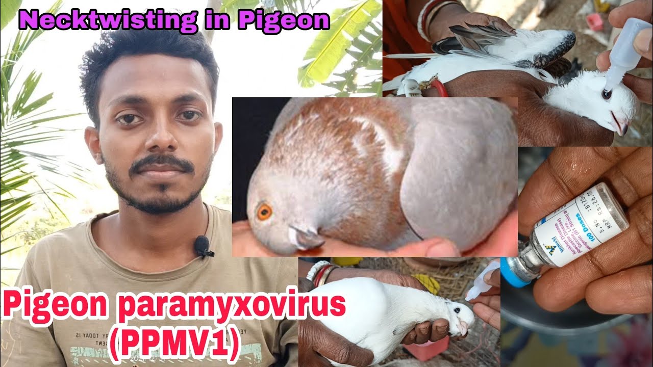 Discussion on neck twisting or Pigeon paramyxovirus (PPMV1) and it's treatment and vaccination