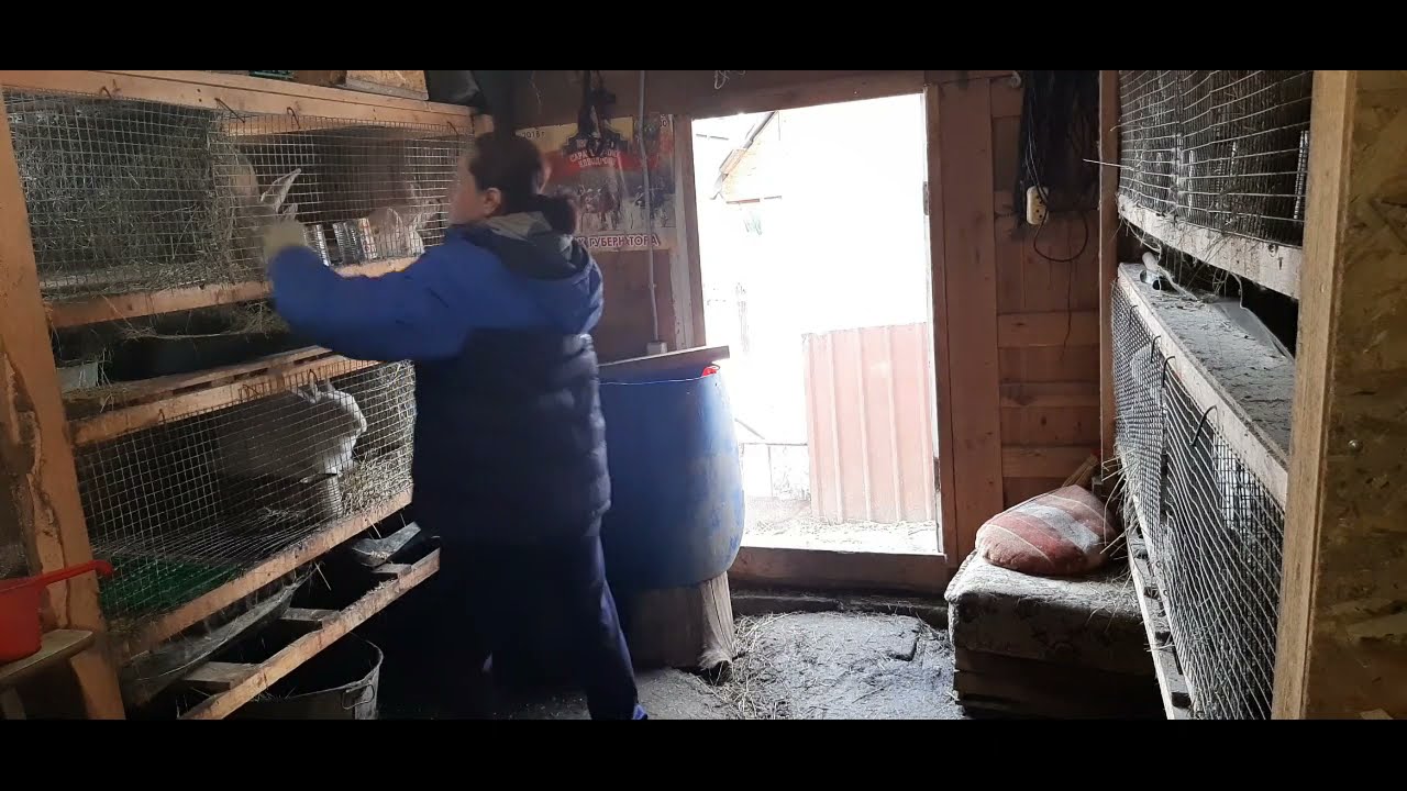 У крольчихи удивительный окрол!!!