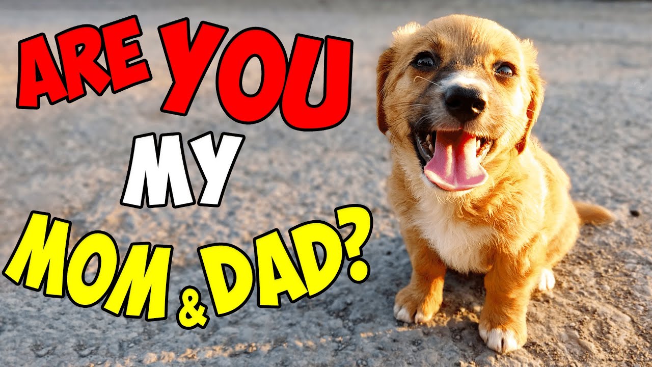 Abandoned Puppy Wouldn't Stop Smiling After Being Rescued
